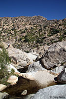 Canyon Treefrog habitat