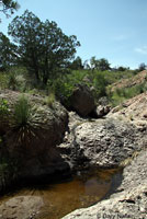 Canyon Treefrog habitat