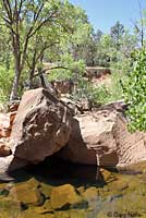 Canyon Treefrog