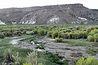 Hot Creek Toad habitat