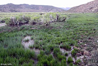 Hot Creek Toad habitat