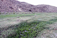 Hot Creek Toad habitat