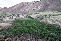 Hot Creek Toad habitat