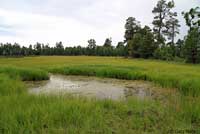 Arizona Treefrog habitat