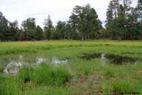 Arizona Treefrog habitat