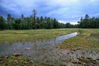 Arizona Treefrog habitat