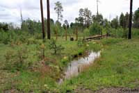 Arizona Treefrog habitat