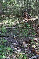 Jemez Mountains Salamander habitat