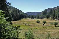 Jemez Mountains Salamander habitat