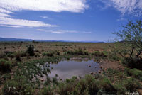 Barred Tiger Salamander habitat