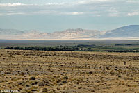 Hot Creek Toad habitat