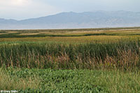 Hot Creek Toad habitat