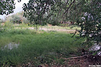 Hot Creek Toad habitat