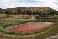 Lowland Leopard Frog habitat