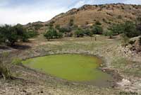 Lowland Leopard Frog habitat