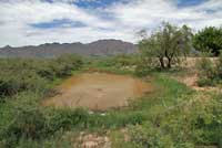 American Bullfrog habitat