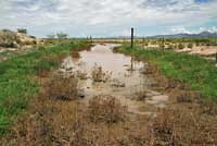 American Bullfrog habitat