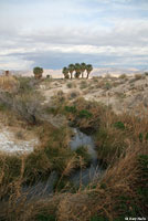 Relict Leopard Frog habitat