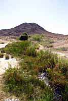 Relict Leopard Frog habitat