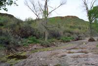 Lowland Leopard Frog habitat