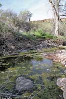 Lowland Leopard Frog habitat