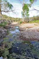 Lowland Leopard Frog habitat