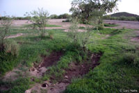 Lowland Burrowing Treefrog habitat