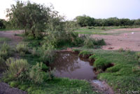 Lowland Burrowing Treefrog habitat