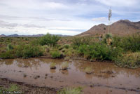 Chihuahuan Desert Spadefoot habitat