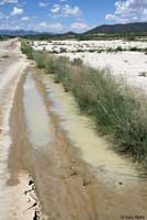 Chihuahuan Desert Spadefoot habitat