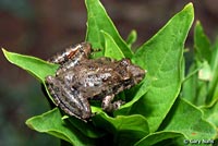 cricket frog