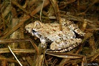 Blanchard's Cricket Frog