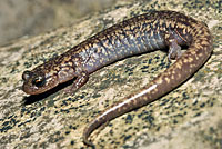 Sacramento Mountains Salamander