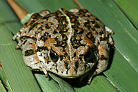 Amargosa Toad