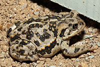 Amargosa Toad