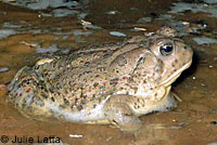 Southwestern Woodhouse's Toad