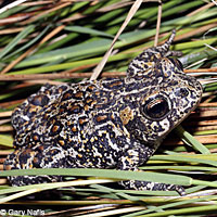 Dixie Valley Toad