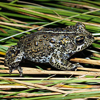 Dixie Valley Toad