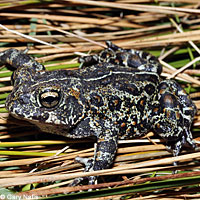 Dixie Valley Toad