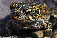 Dixie Valley Toad