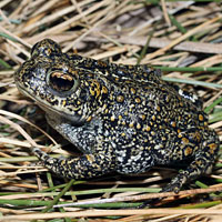 Dixie Valley Toad