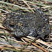 Dixie Valley Toad