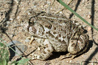 Southwestern Woodhouse's Toad