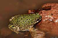 Western Chihuahuan Green Toad