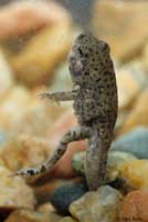 Western Chihuahuan Green Toad tadpole