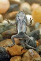 Western Chihuahuan Green Toad tadpole