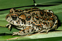 Amargosa Toad