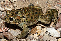 Amargosa Toad