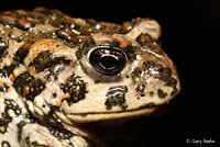 Amargosa Toad