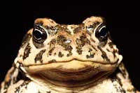 Amargosa Toad